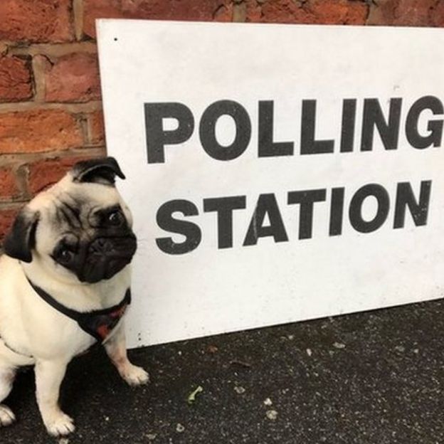 英国曼城一投票站外的小狗