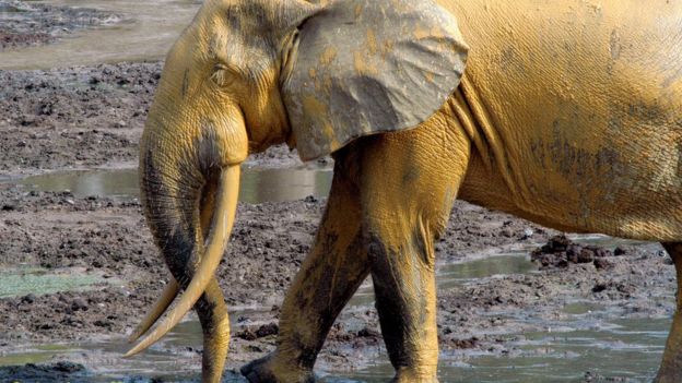 Forest elephants