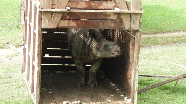 The young rhino emerges from her crate