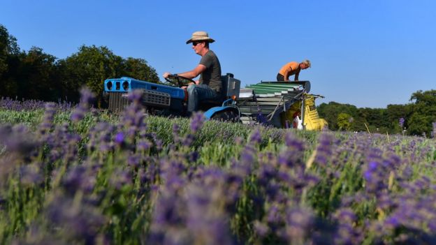 Chủ khu vườn, ông Brandan Maye (lái máy kéo) và thợ vườn, anh Adrian Baryla thu hoạch hoa oải hương tại Vườn oải hương Mayfield