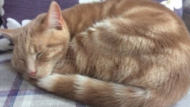 எங்களுக்கும் வாக்குச்சாவடிக்கும் சம்பந்தமில்லை; அதெல்லாம் நாய்களின் வேலைதான் என்று வீட்டில் உறங்கும் ஒரு பூனை