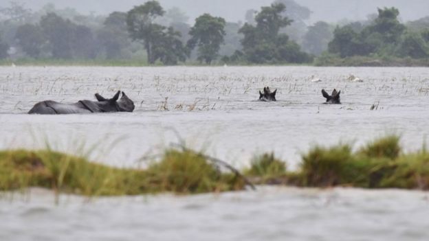 காஸிரங்கா தேசிய பூங்காவில் வெள்ளம்