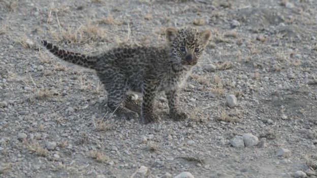 A shot of the leopard cub crouching with its tale extended