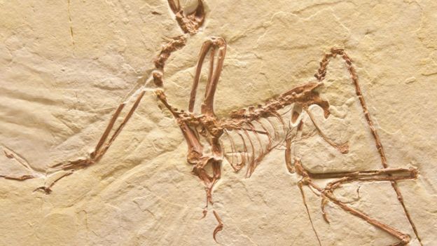 arqueopteryx