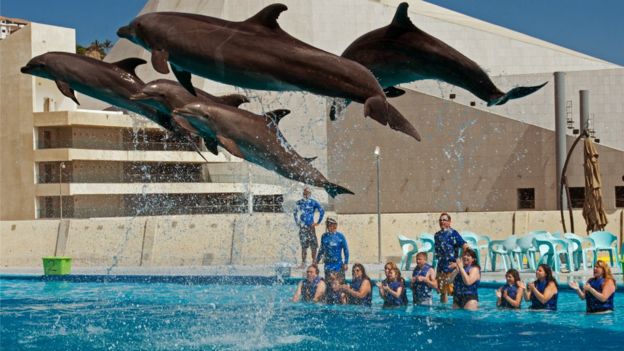 Delfines en un acuario de Los Cabos, Baja California Sur, México.