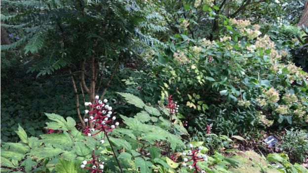 Berries can be seen on many plants at RHS Wisley in Surrey