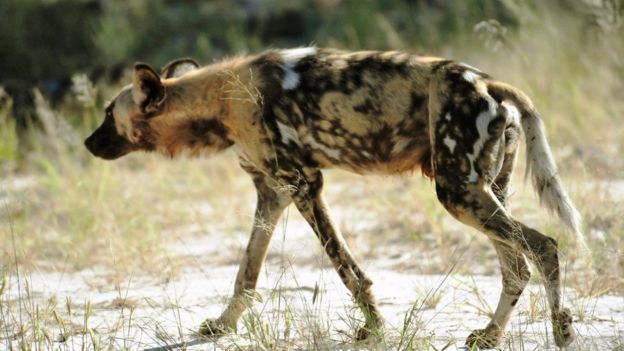 An African wild dog