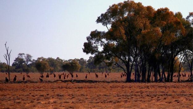 Kangaroos are seen in a parddock in Cunnamulla, Queensland