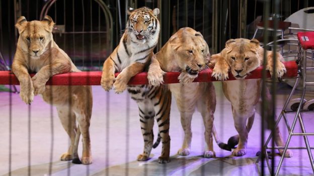 Three lions and a tiger from the Vladivostok State Circus lean on the barrier of a circus ring