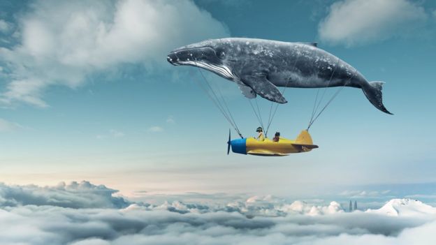 Avión llevado por una ballena