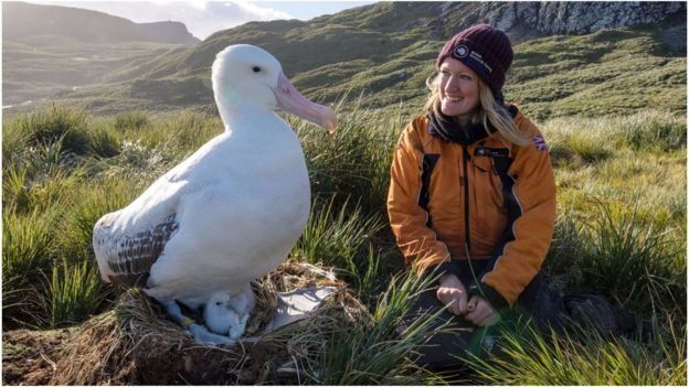 Lucy Quinn junto a un albatros Foto Blue Planet II