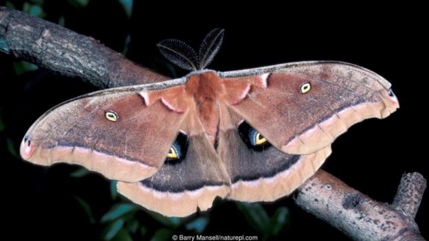 A Polyphemus moth (Antheraea polyphemus)