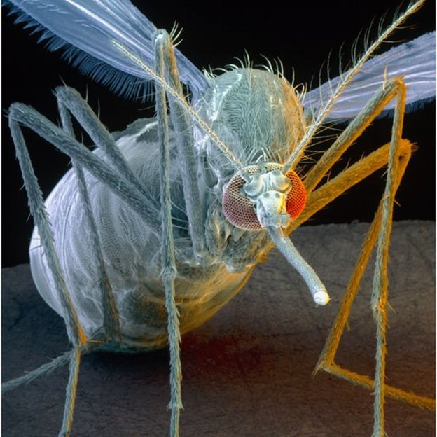Mosquito que contagia la fiebre amarilla