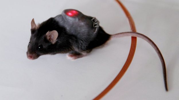 Mouse with implant