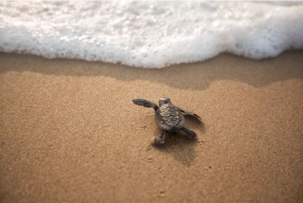 An Olive Ridley hatchling begins its journey into the open water