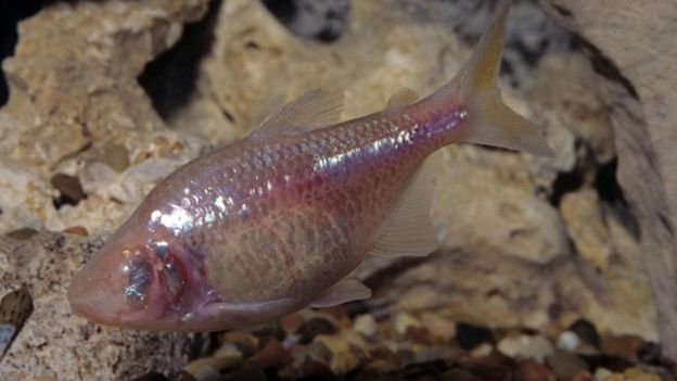 لماذا لا تستحق الأسماك أن توصم بضعف الذاكرة؟