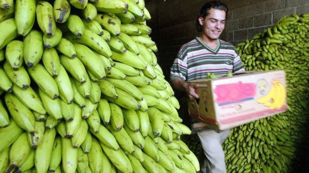 Bananos en Honduras
