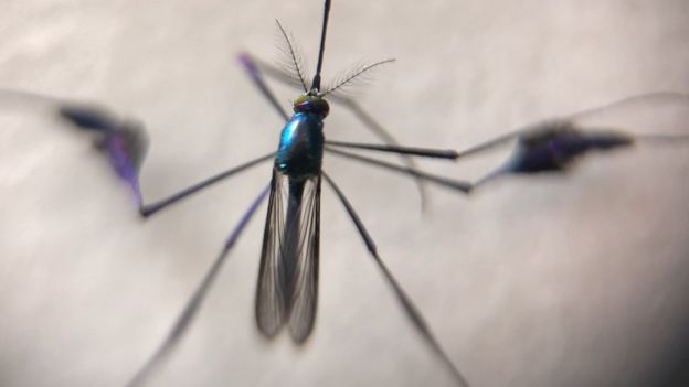 Mosquito Sabethes