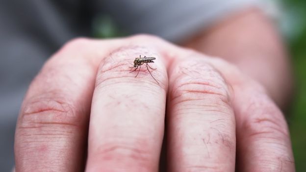 Mosquito na mão de uma pessoa