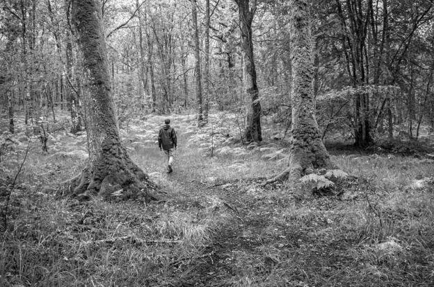 Un hombre caminando en un bosque.