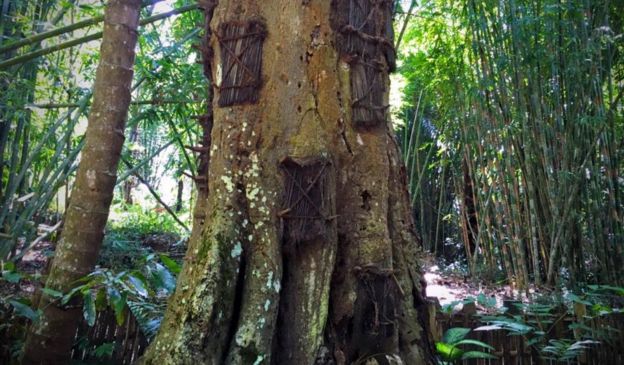 Masyarakat Toraja memiliki tradisi menyimpan mayat di goa-goa, tebing, dan batang pohon raksasa ini. 