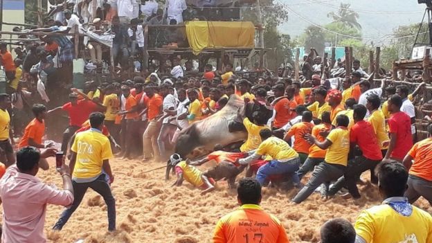 ஜல்லிக்கட்டு