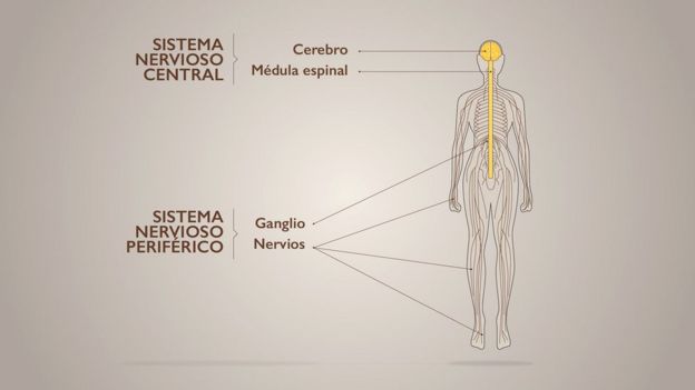 Ilustración mostrando las diferentes partes del sistema nervioso.