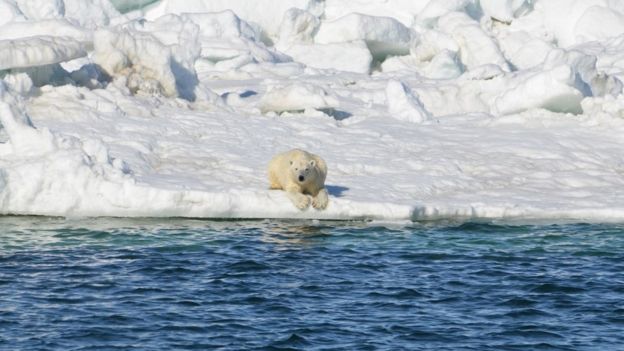 Urso polar sobre bloco de gelo