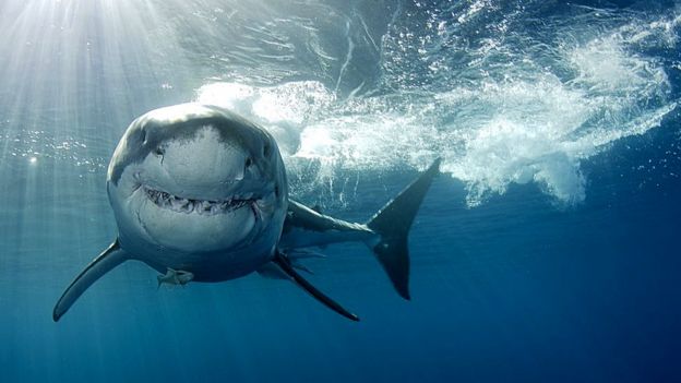 Un tiburón en el agua.