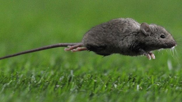 The science has been proven in mice - but it's unclear if humans will see the same benefit