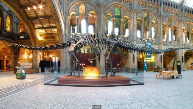 dinozor