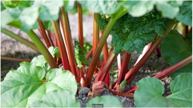 Phần dọc (cuộng) cây đại hoàng (rhubarb) làm được nhiều món tráng miệng rất ngon, nhưng phần lá lại không ăn được vì rất độc