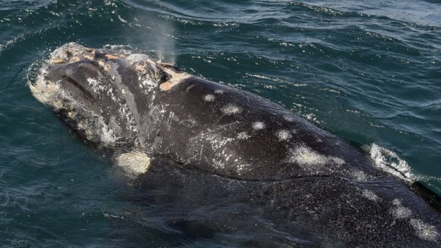 View of the multiple injuries on the calf of a Southern Right Whale bitten by Kelp Gulls in the Patagonian province of Chubut, Argentina on October 2, 2015.