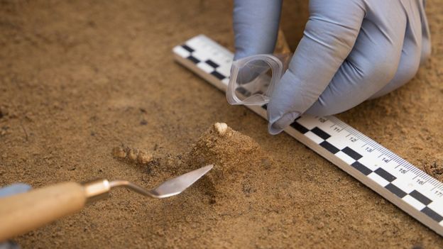Зуб, обнаруженный во время раскопок в Гнёздове (2017 год)