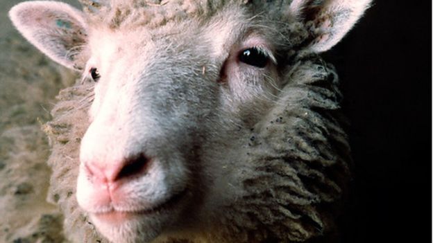 Dolly the sheep