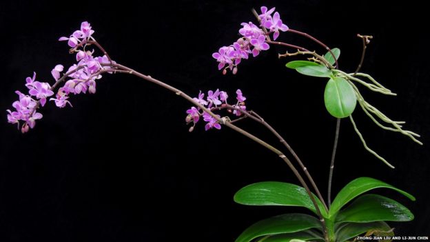 A flowering plant of Phalaenopsis equestris of the subfamily Epidendroideae