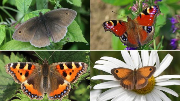 Clockwise (from top left) The Meadow Brown, Peacock, Gatekeeper and Small Tortoiseshell