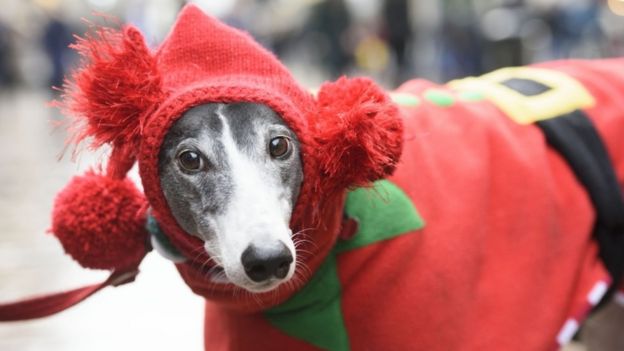 Um greyhound com fantasia de elfo