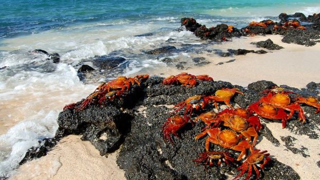 Cangrejos en la costa en las Islas Galápagos