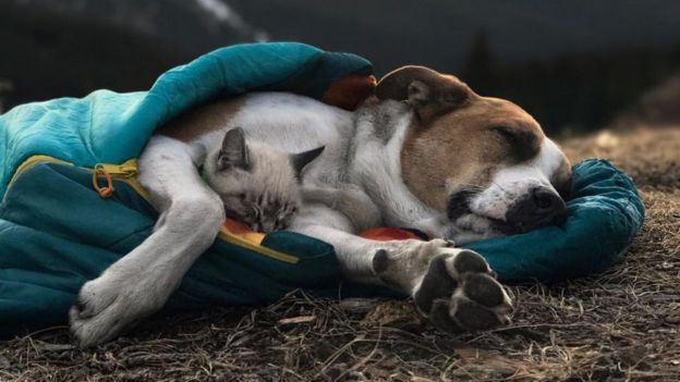The two pets snuggled asleep in a sleeping bag