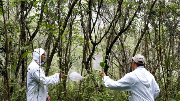 Agentes coletam mosquitos em parque Anhanguera, em São Paulo