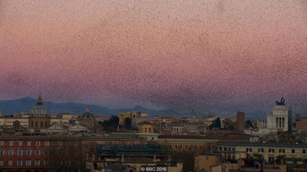 Một trời sáo đá chao lượn trên thành phố Rome của Ý