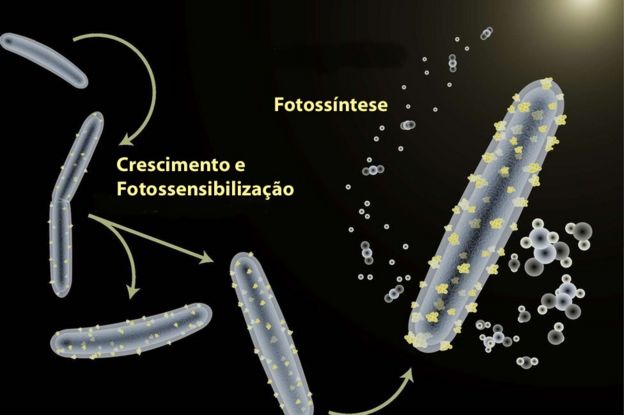 Bactéria 'ciborgue'