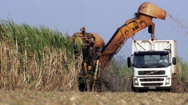 Colheita de cana-de-açúcar em refinaria no sudeste de São Paulo, em 2005