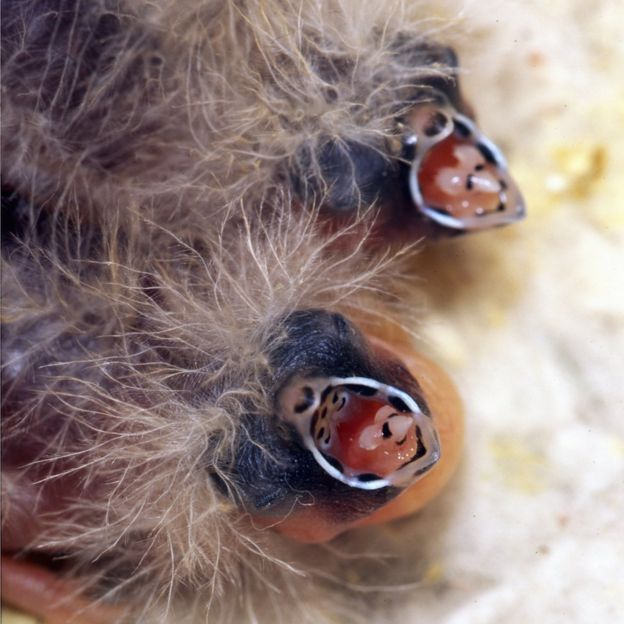 close-up photo of chicks begging