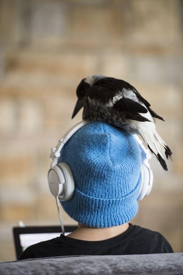Pingüino en la cabeza de alguien