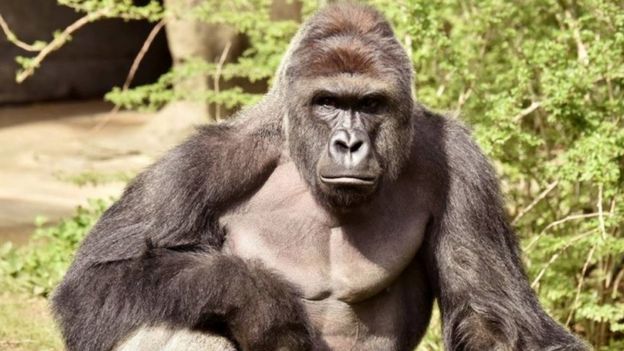 17-year-old male western lowland gorilla named Harambe