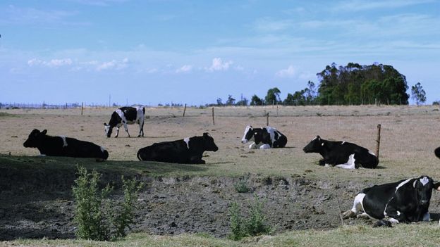 Vacas en el campo uruguayo.