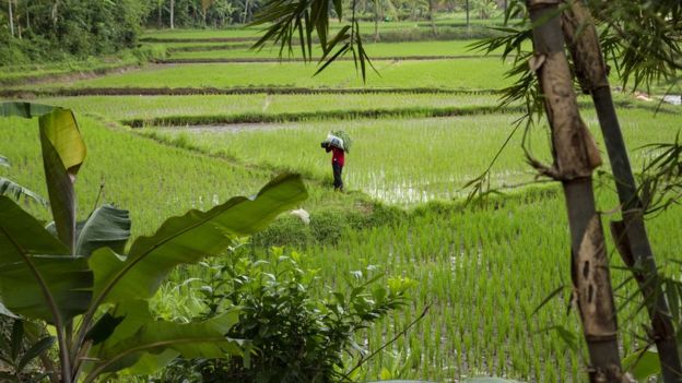 A farmer walks through a paddy field in the village where Siti Aisyah, the Indonesian women arrested in connection with the assassination of Kim Jong-nam, was raised on February 27, 2017 in Serang,