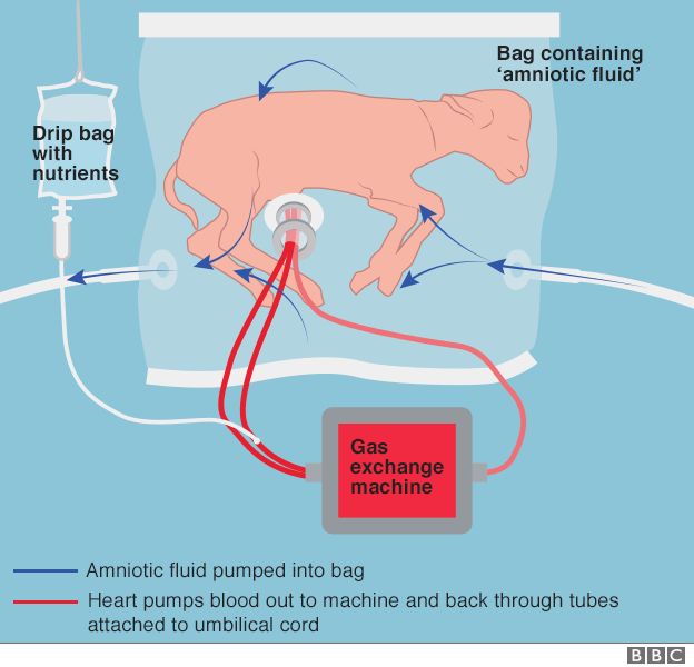 graphic of lamb in the biobag